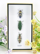 3 bellissimi insetti colorati