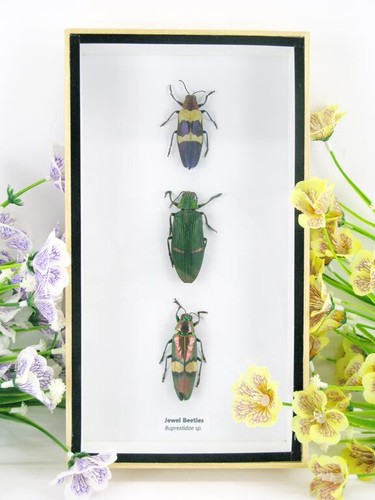 Bellissimi insetti colorati - bellissimi,