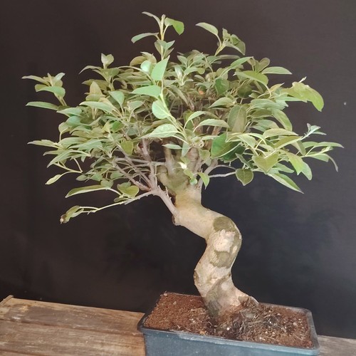 Bonsai melo giapponese kaido - bonsai,