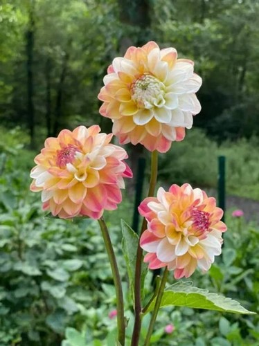 Sale1378 dahlia dalie - dalie, oklahoma