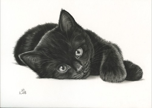 Black cat kitten - cat, gatto