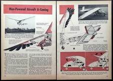 Ornitottero pittorico