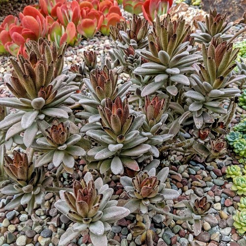 Kalanchoe tomentosa minima - kalanchoe,