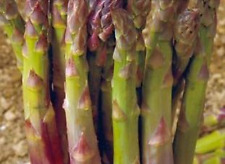 ASPARAGI MARY D'ARGENTEUIL, 50 semi + OMAGGIO