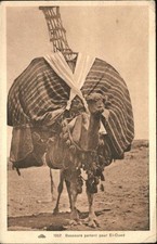 Cammello Camel Chameau