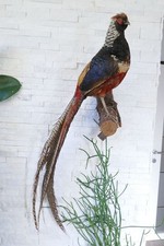 Vecchio preparato per animali