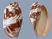 Volutidae, Melo amphora, Timor Sea, 140 mm, VERY NICE PATTERN