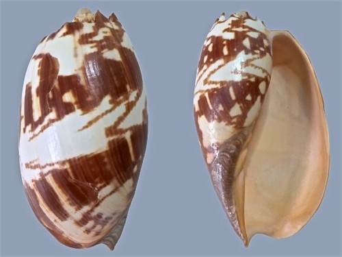 Volutidae melo amphora - volutidae,,