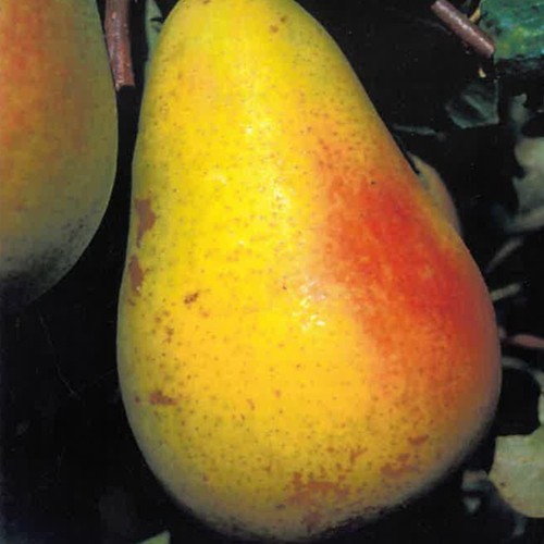Pianta frutto pero - pianta,