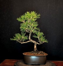 BONSAI DI PINO NERO NANO PINUS