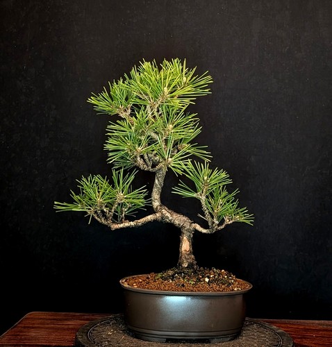 Bonsai pino nero nano pinus - bonsai,