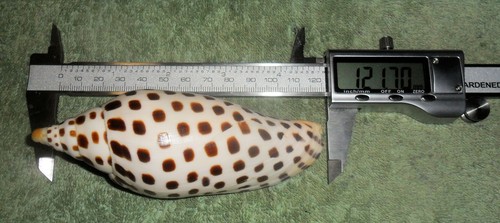 Rfm 86308 voluta - rfm,