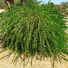  1000/Semi Di Cappero Della