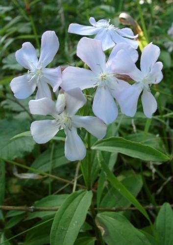 Saponaria officinalis - saponaria,