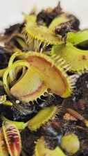 Dionaea muscipula “GJ
