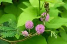 MIMOSA PUDICA -Mimosa pudica L -170 SEMI GRAMMO