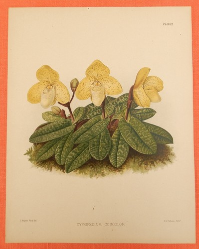 Cypripedium concolor pianta - cypripedium,