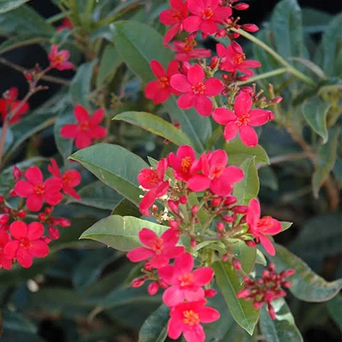 Jatropha integerrima - jatropha,