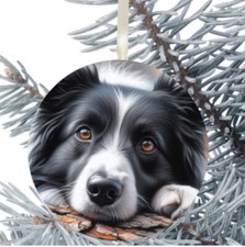 Border Collie cane da