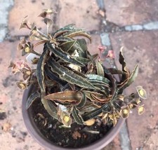 Boutique rara vendita radice