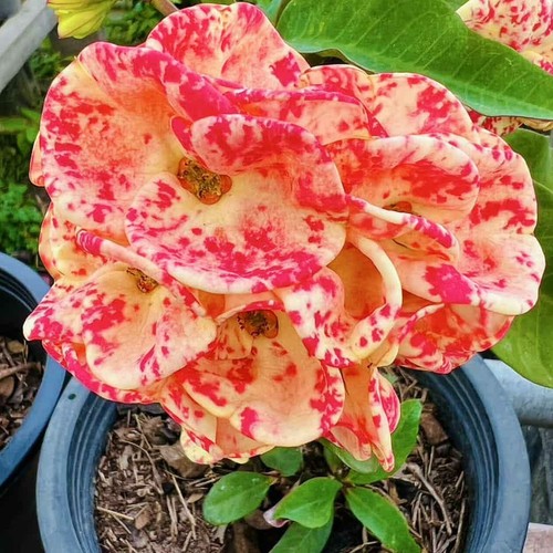Euphorbia milii pianta ibrida - milii,