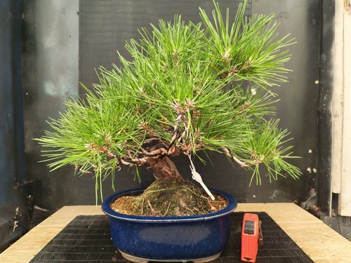 Bonsai pino nero - bonsai, tumbergii