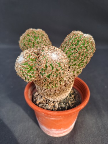 Mammillaria crucigera - , (mexico)