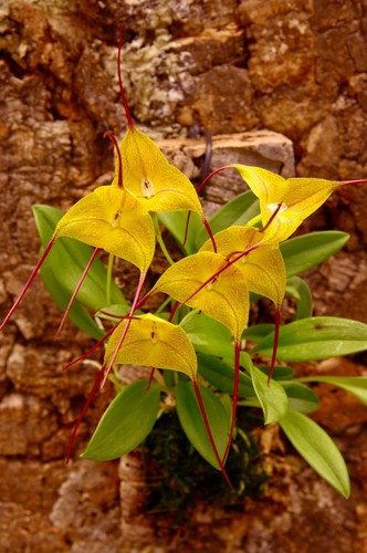 Masdevallia species - masdevallia,