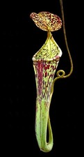 Nepenthes Stenophylla