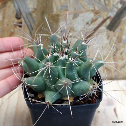 Thelocactus matudae buekii - matudae,