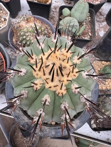 Rara pianta succulenta - 11,5, cm