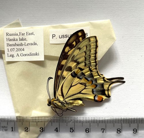 Papilio machaon - papilio,