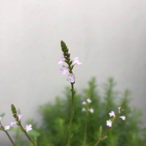 Eisenkraut verbena officinalis - verbena,