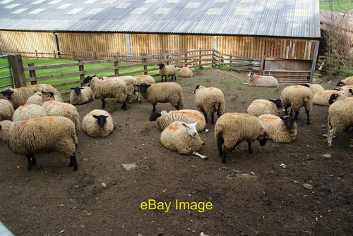 Photo 6x4 suffolk sheep - photo, at