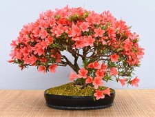 Bonsai da Esterno, Satsuki