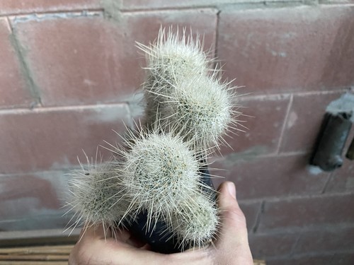 Thelocactus macdowellii - thelocactus,