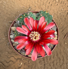 GYMNOCALYCIUM CARMINANTHUM -