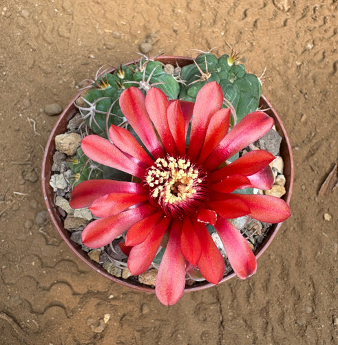 Gymnocalycium carminanthum - carminanthum,