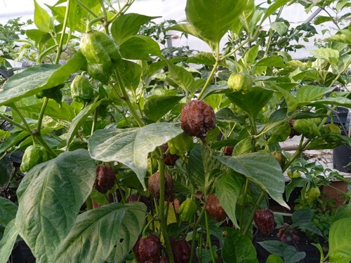 Peperoncino capsicum carolina - capsicum,