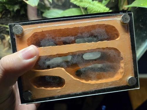 Formicarium farm verticale - formicarium,