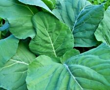 Rari semi di cavolo ""Bastone