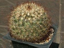 Pediocactus simpsonii c