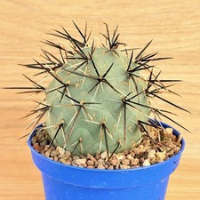 Tephrocactus alexanderi var