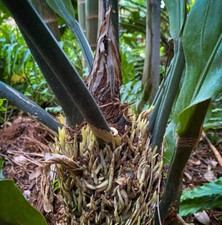 Anthurium plowmanii | Nido per uccelli Anthurium | Foglia d'onda Anthurium - Nido per uccelli