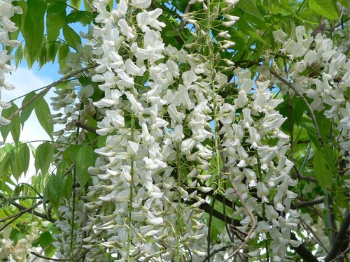 Pianta glicine bianco - pianta, di