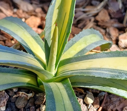 Agave americana variegata