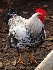 Uova Fertili Feconde A