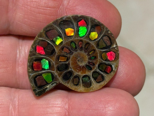 Spettacolare rara ammolite - spettacolare, rara,ammolite