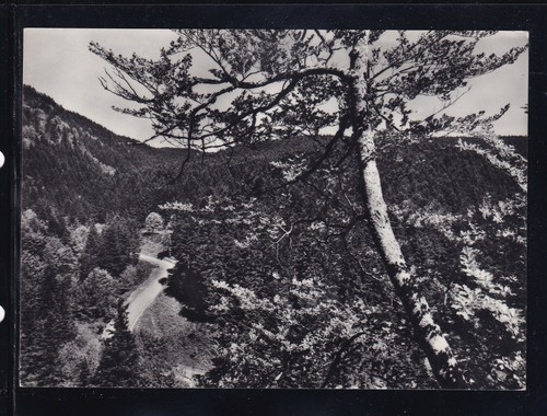 Cartolina campigna foresta - cartolina,
