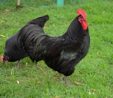 Uova galline Fertili Feconde
